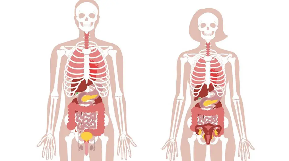 يتكون الجهاز التنفسي من العظام والاوتار والاربطة