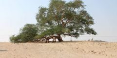 شجرة الحياة فى البحرين