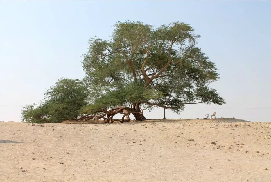 شجرة الحياة بالبحرين