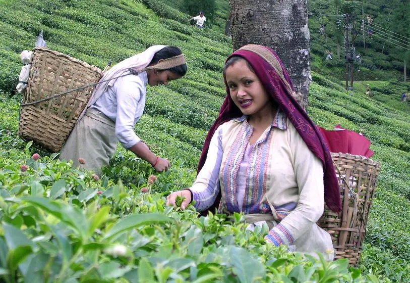 زراعة الشاي في الهند