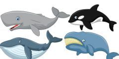 قائمة بجميع انواع الحيتان،أشهر 14 نوع