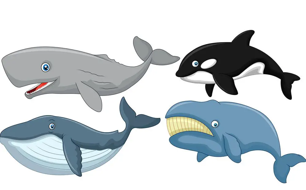 قائمة بجميع انواع الحيتان