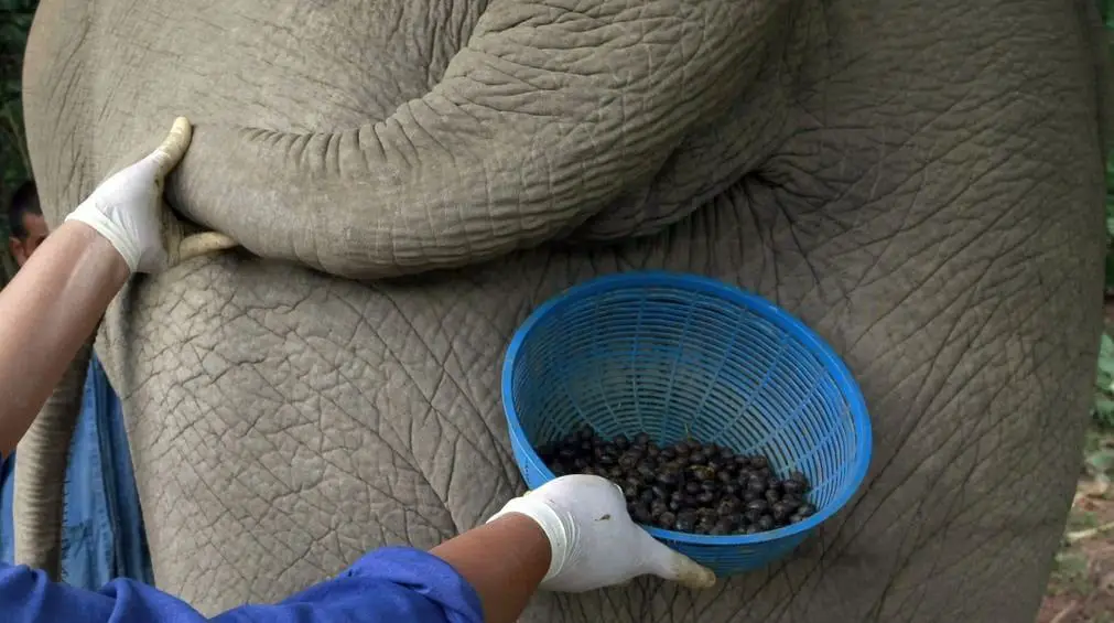 تصنع أغلى أنواع القهوة من فضلات القطط وروث الأفيال