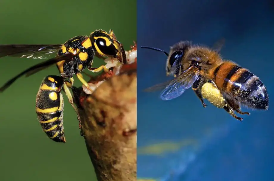 الفرق بين النحل والدبابير