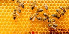 موضوع بحث كامل عن النحل واهميته