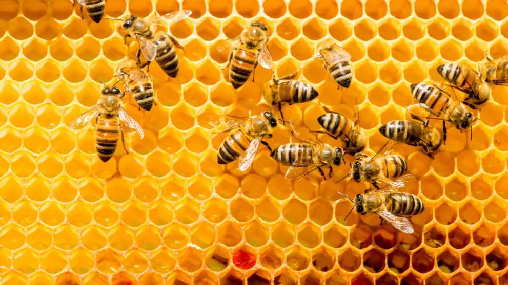 موضوع بحث كامل عن النحل واهميته