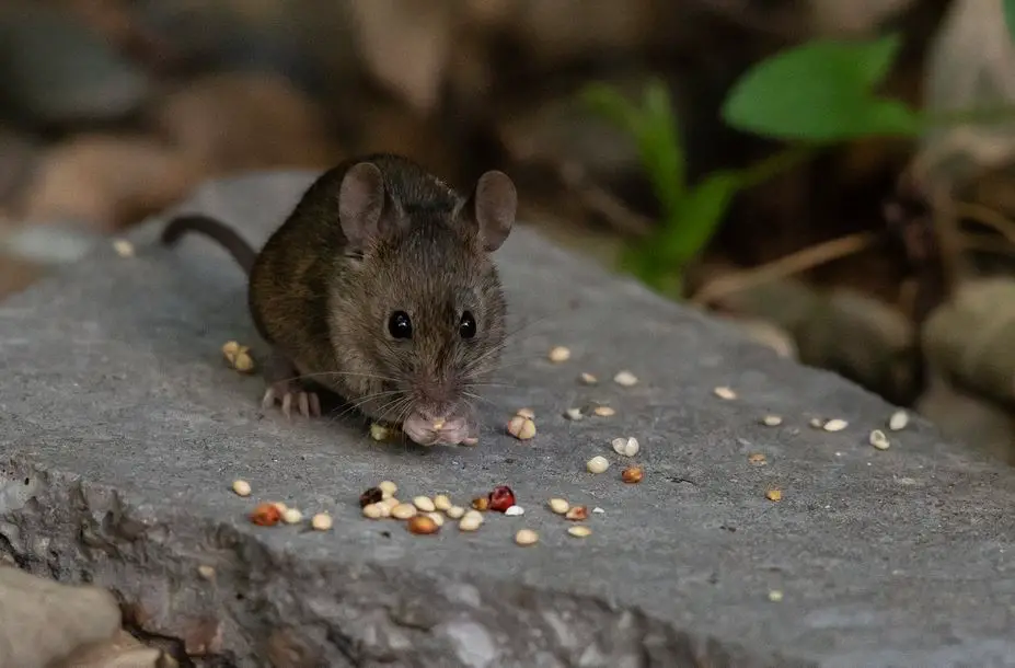ماذا تأكل الفئران؟