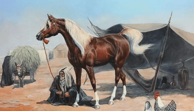 تاريخ الخيل العربي