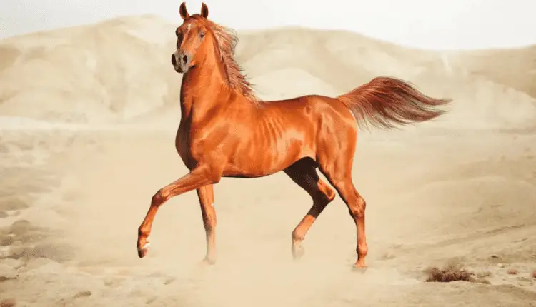 معلومات عن الحصان العربي الاصيل